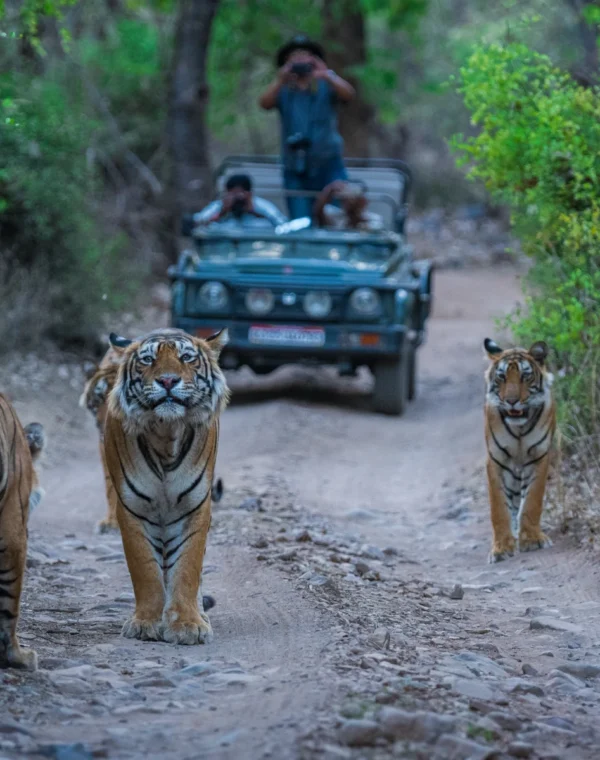 Rajasthan Wildlife Tour Package (5 Nights / 6 Days)
