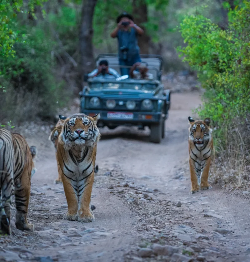 Rajasthan Wildlife Tour Package (5 Nights / 6 Days)